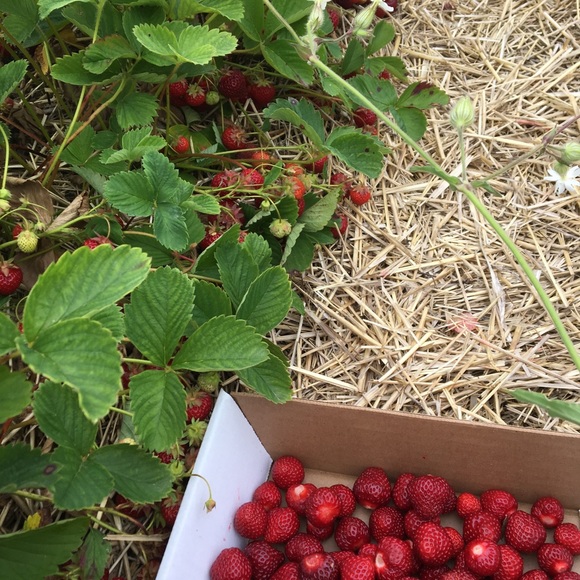 Meet your Posher, Rebecca - Picture 4 of 6